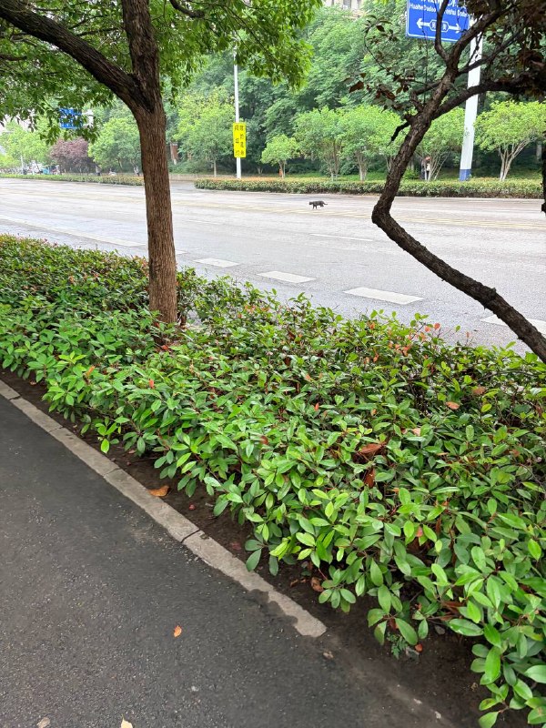 小猫过马路小猫过马路