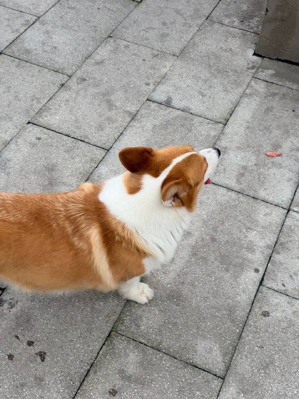 可爱