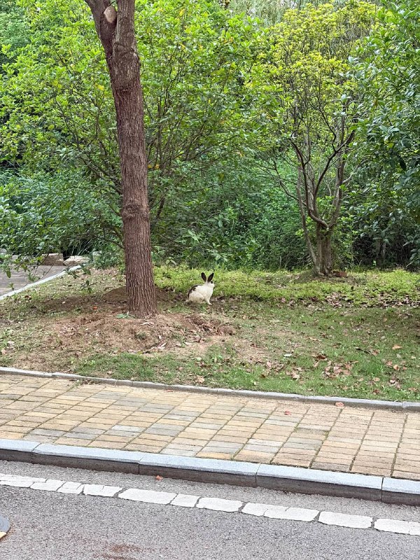 学校里的兔学弟学校里的兔学弟